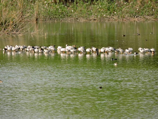 Winter birds at Sukhna, Chandigarh — Faridabad to Chandigarh taxi | EZPZ Taxi
