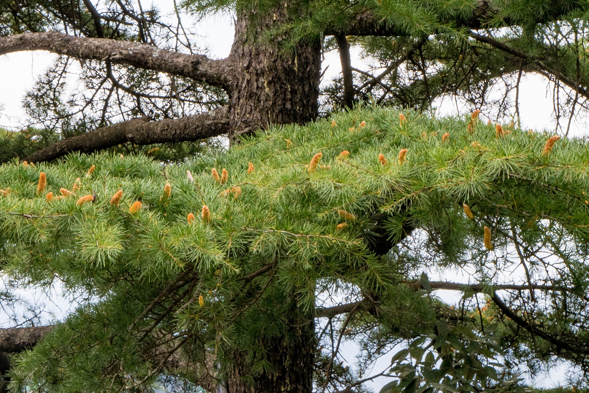 Deodar forests, Dharamshala
