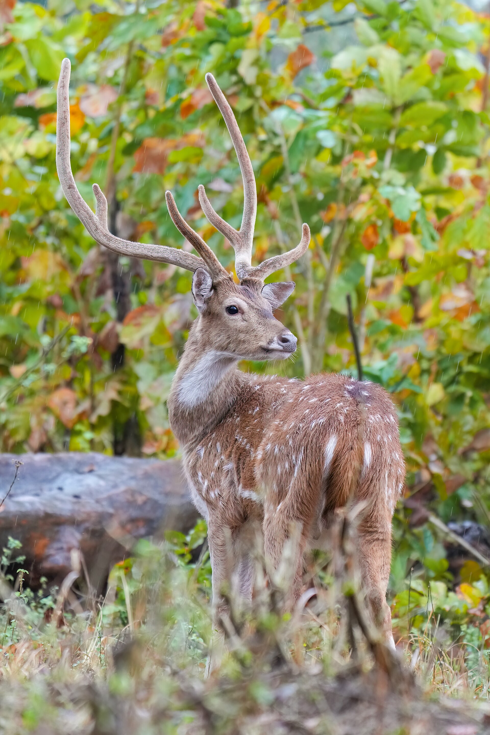 Chital & wildlife, Jim Corbett