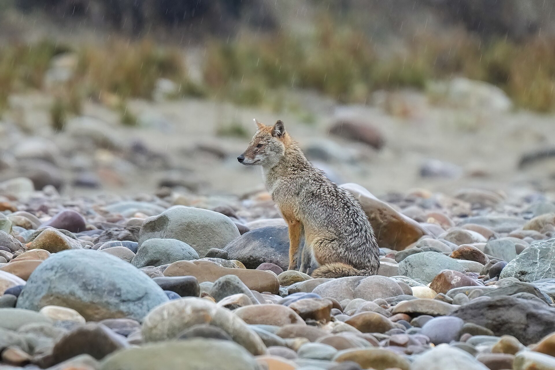 Predators, Jim Corbett