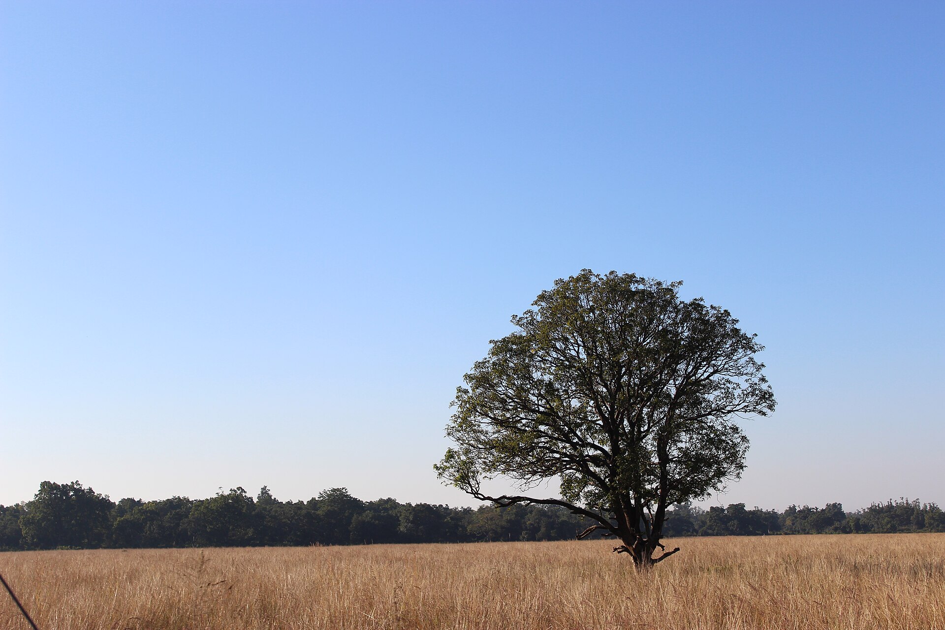 Jungle safari, Jim Corbett