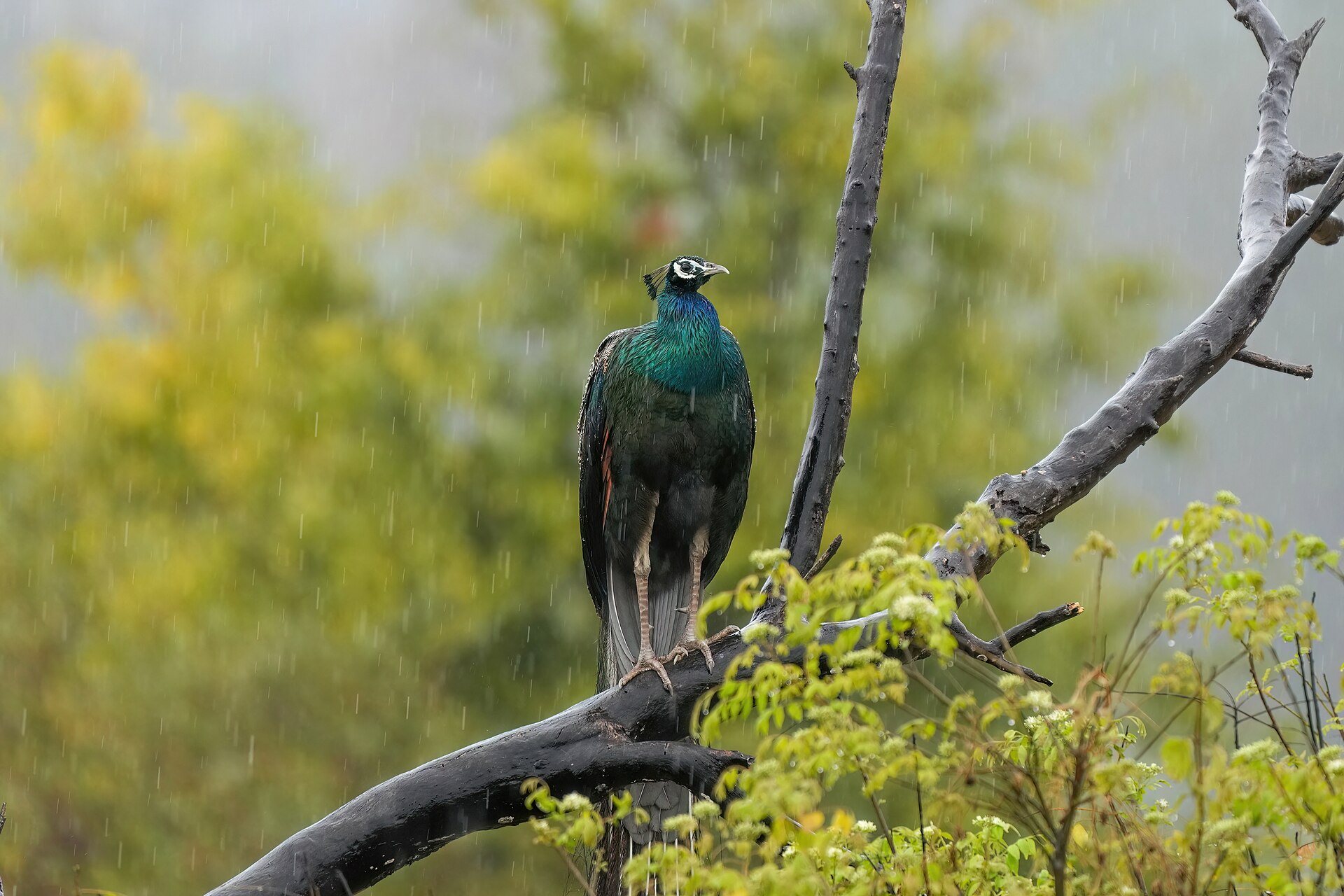 Birdlife, Jim Corbett