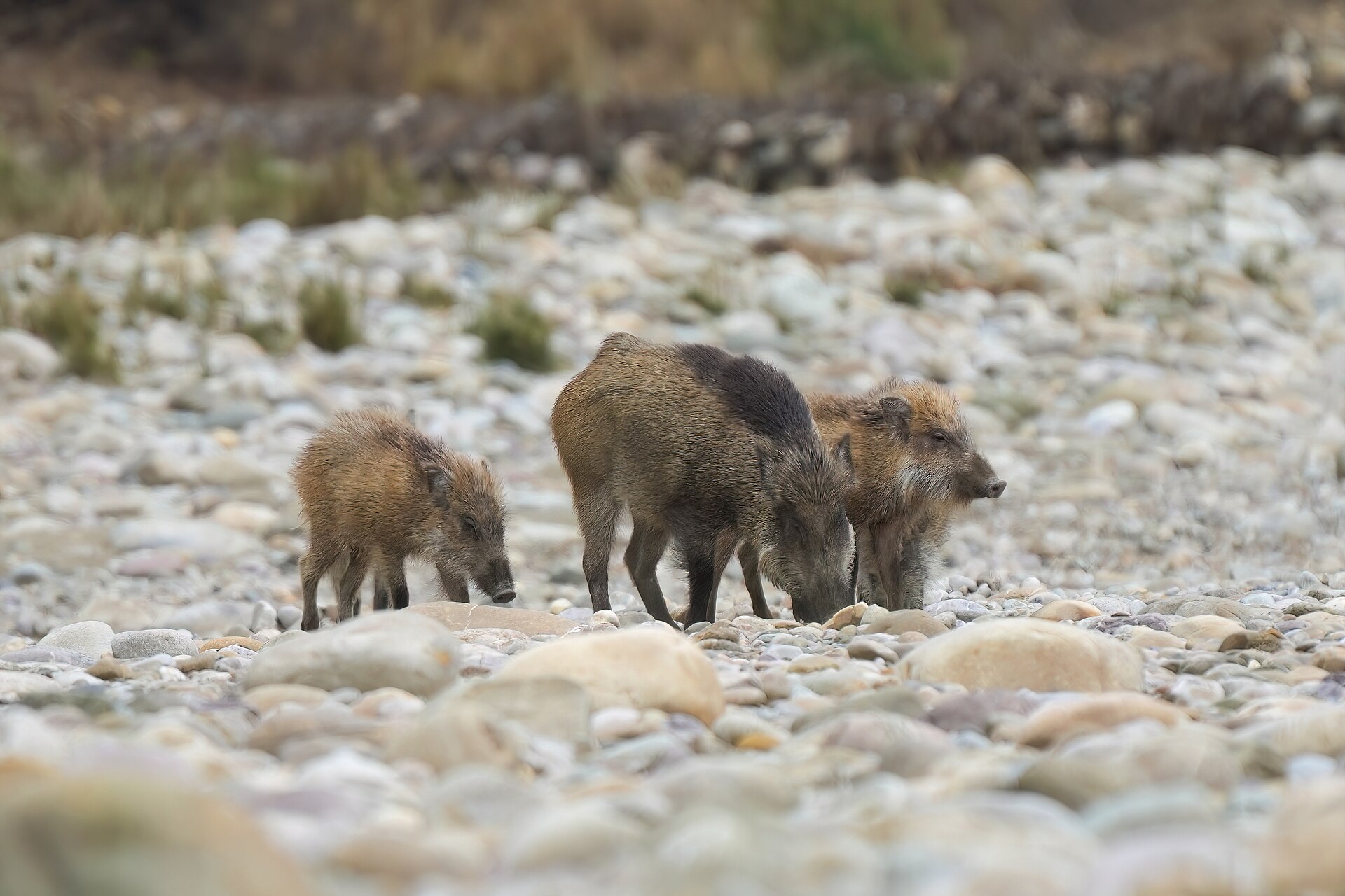 The wild river, Jim Corbett