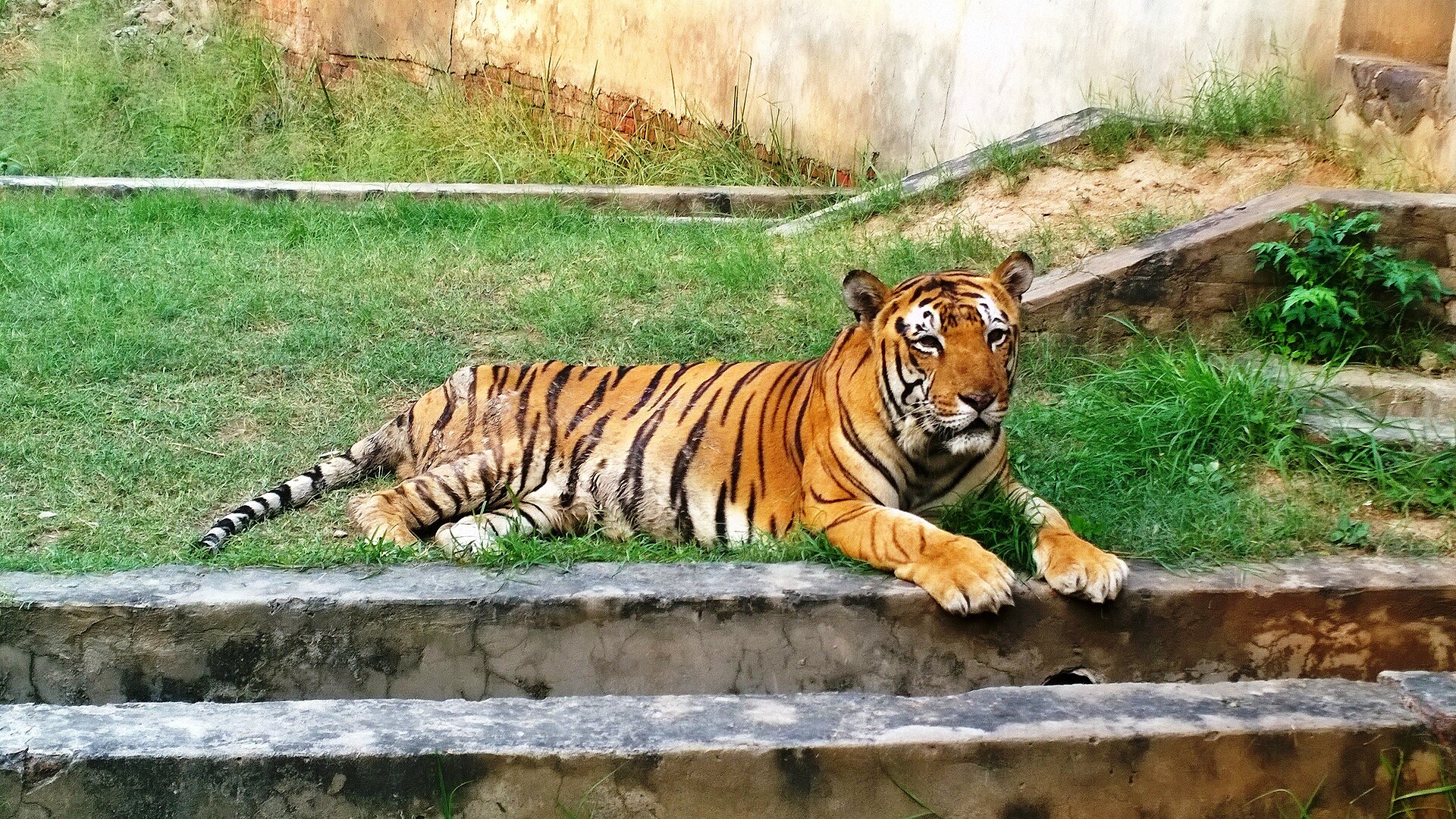 Tiger Safari &amp; Zoo — Ludhiana