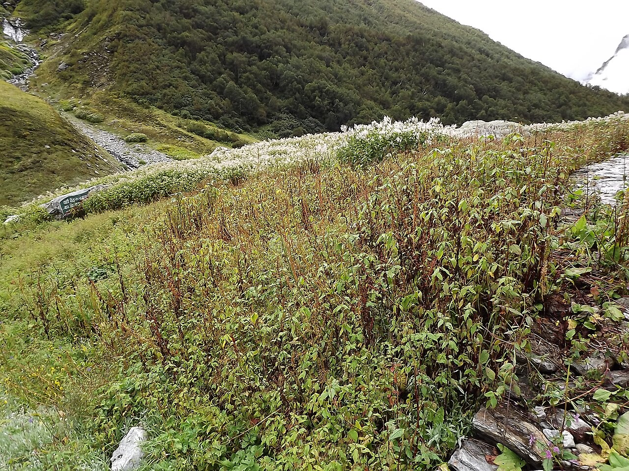 Valley of Flowers near the Char Dham region